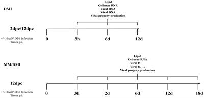 Adipocyte commitment of 3T3-L1 cells is required to support human adenovirus 36 productive replication concurrent with altered lipid and glucose metabolism